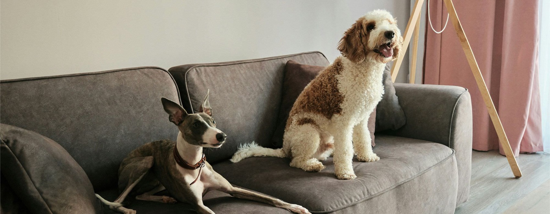 two dogs on a couch